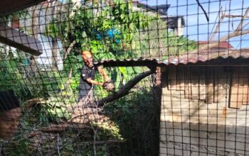 Hujan Disertai Angin Kencang, Pohon Beringin Roboh Timpa Tiga Rumah Warga di Padang