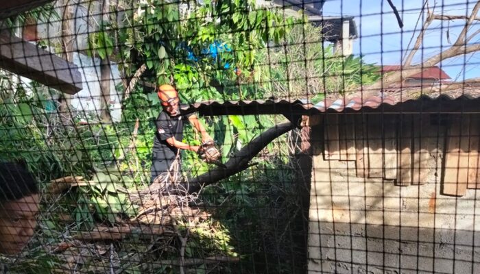 Hujan Disertai Angin Kencang, Pohon Beringin Roboh Timpa Tiga Rumah Warga di Padang