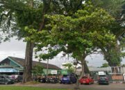 Pohon Pelindung Era Kolonial Masih Berdiri Kokoh di Kota Padang