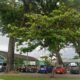Pohon Pelindung Era Kolonial Masih Berdiri Kokoh di Kota Padang