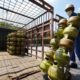 Pertamina Patra Niaga Regional Sumbagut Siapkan Penyaluran 1,2 Juta Tabung LPG 3 Kg