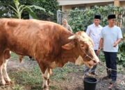Golkar Sumbar Siapkan 17 Ekor Sapi Kurban, Limousin 600 Kilogram dari Bahlil Lahadalia