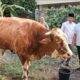 Golkar Sumbar Siapkan 17 Ekor Sapi Kurban, Limousin 600 Kilogram dari Bahlil Lahadalia